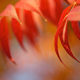 Illustration for article titled Shooting Challenge Fall Leaves Gallery 2
